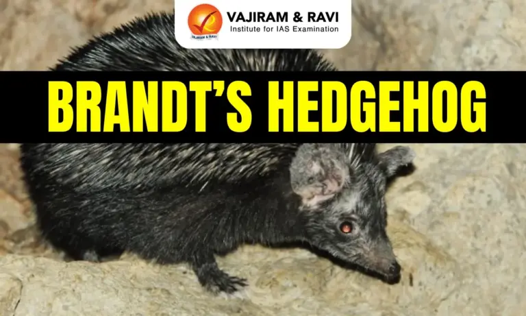 Brandt’s Hedgehog