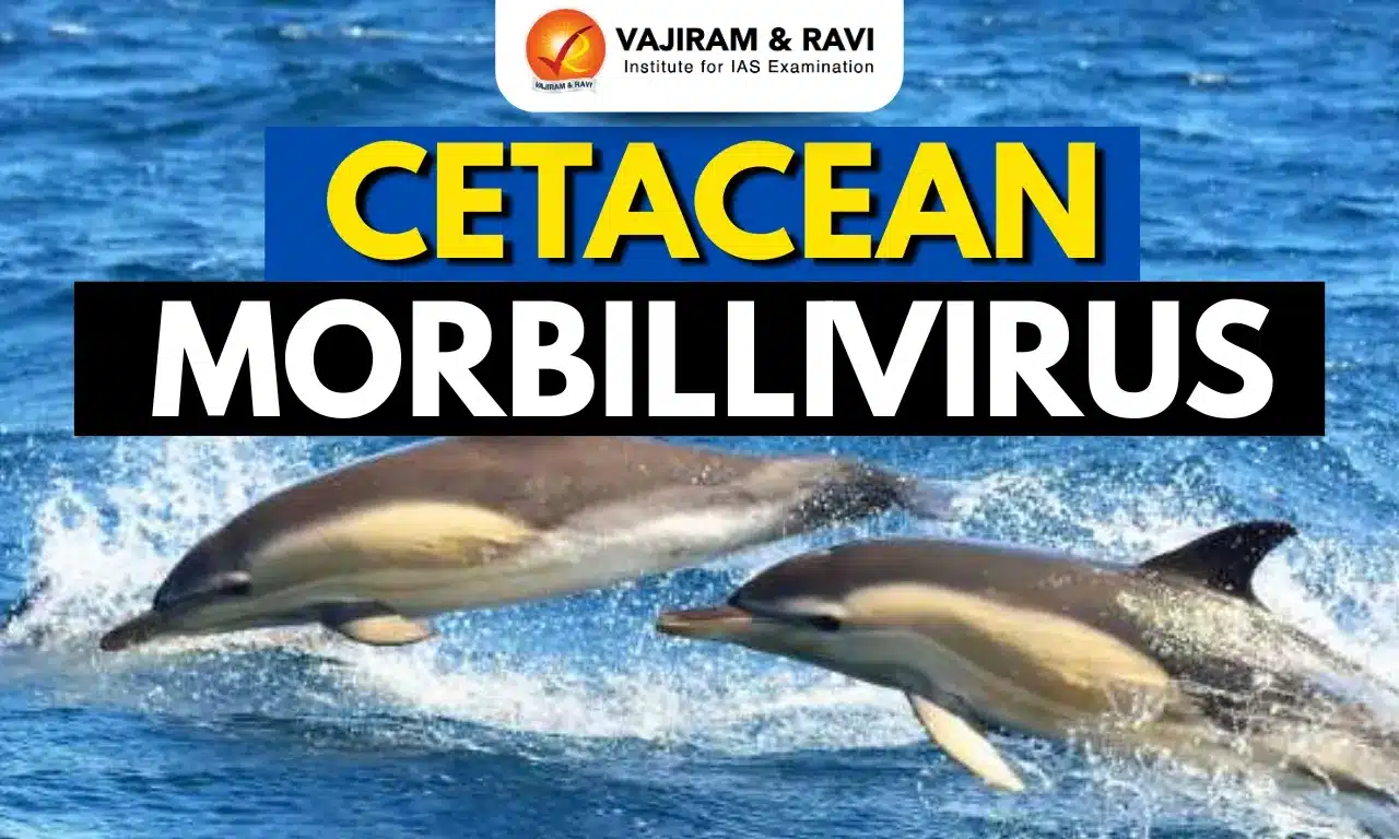 Cetacean morbillivirus