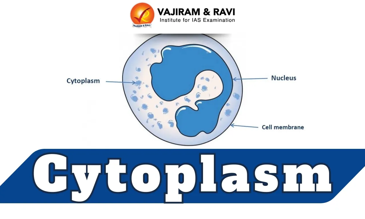 Cytoplasm