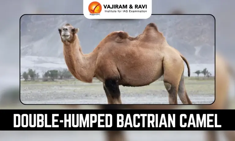 Double-Humped Bactrian Camel