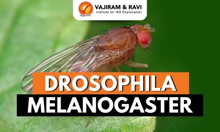 Drosophila Melanogaster