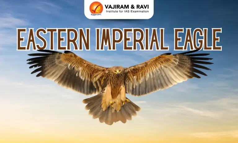 Eastern Imperial Eagle