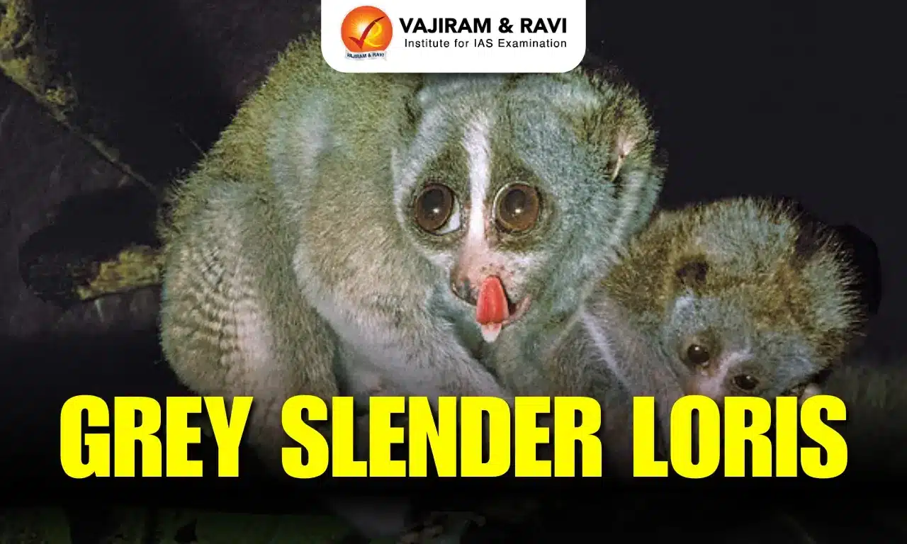 Grey Slender Loris