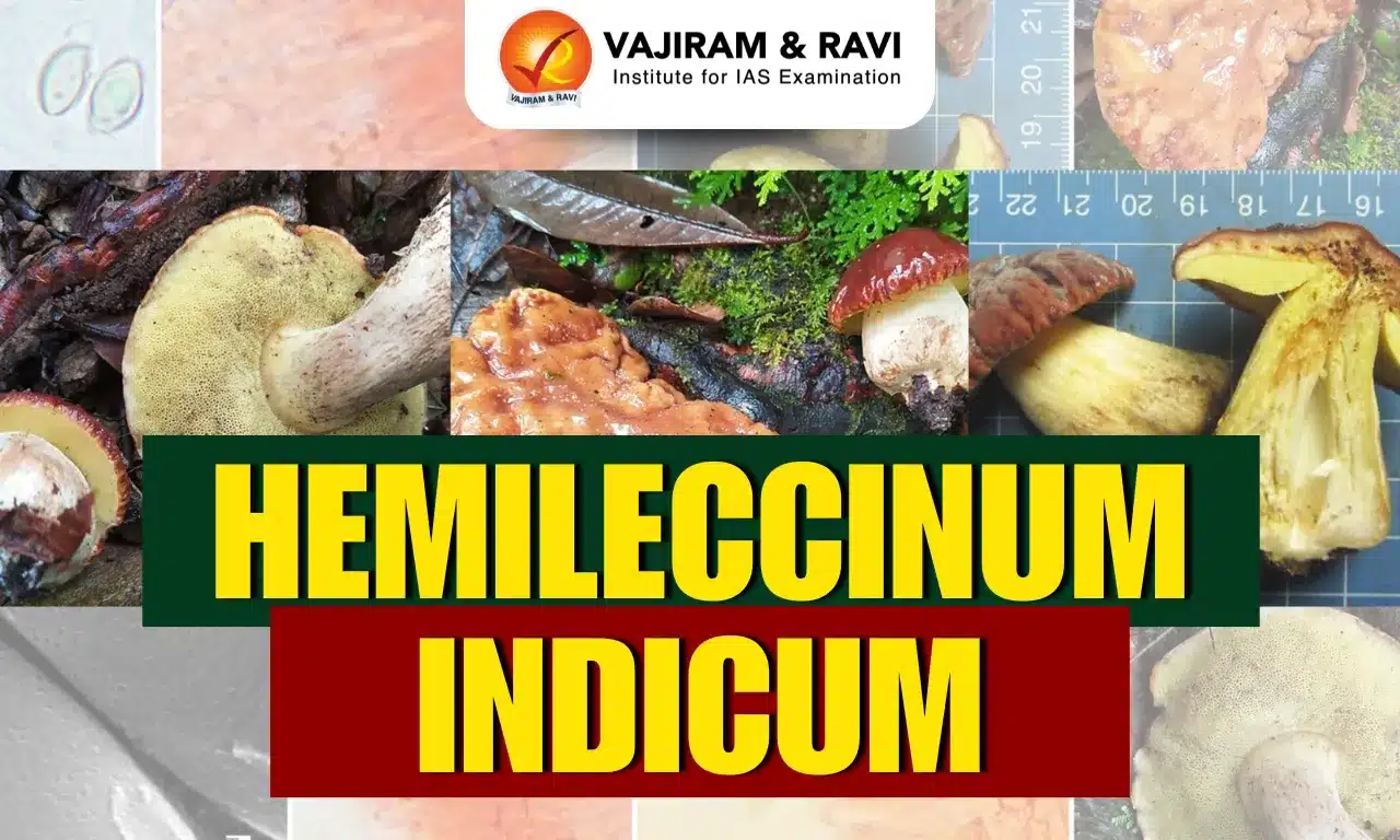 Hemileccinum Indicum