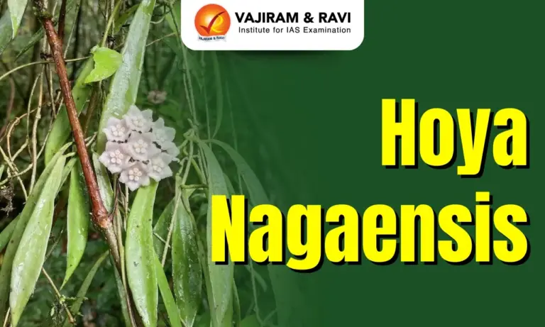 Hoya Nagaensis