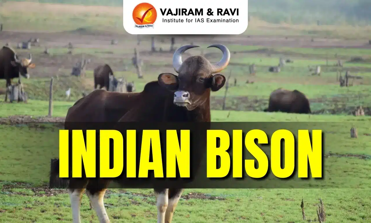 Indian Bison