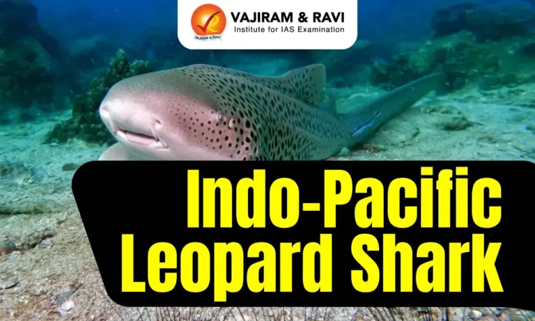 Indo-Pacific Leopard Shark