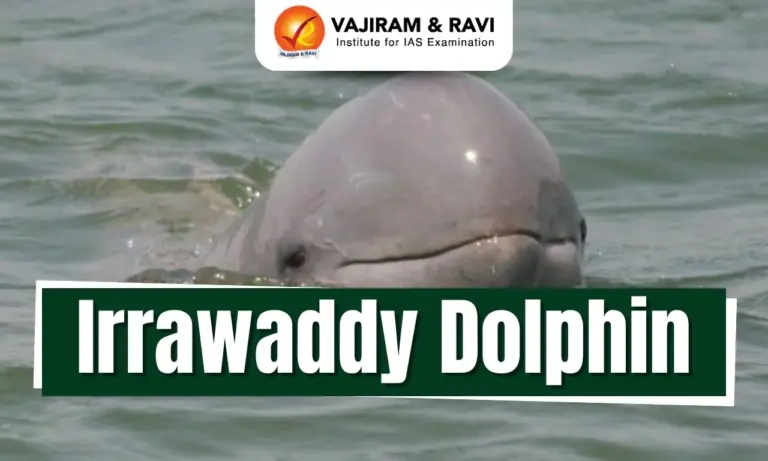 Irrawaddy Dolphin