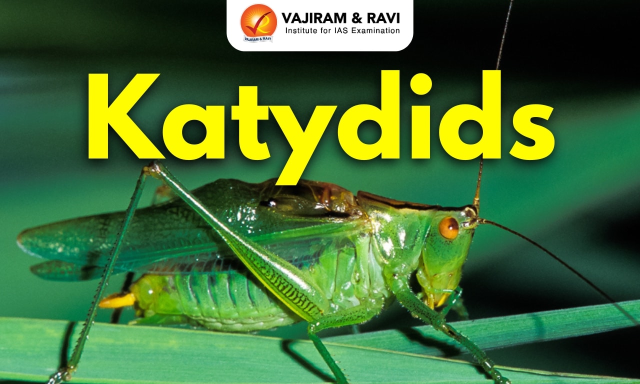 Katydids