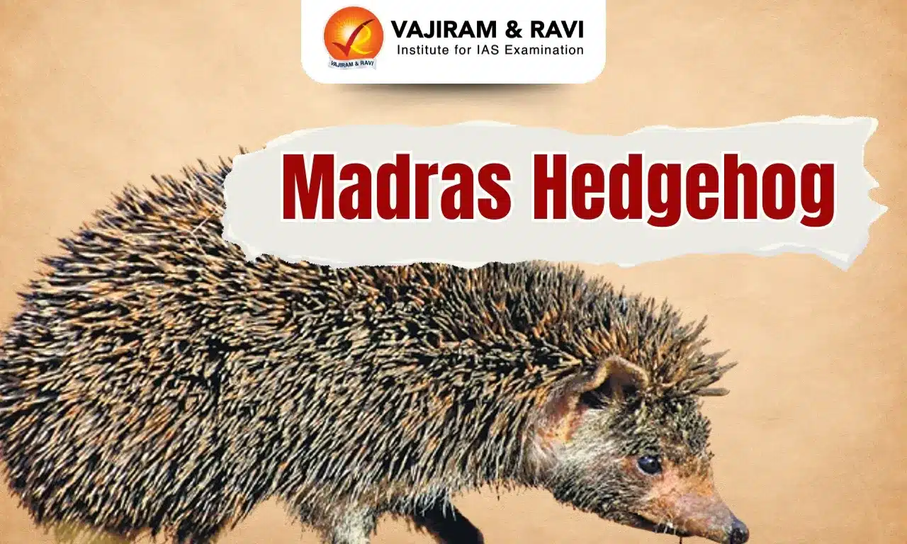 Madras Hedgehog