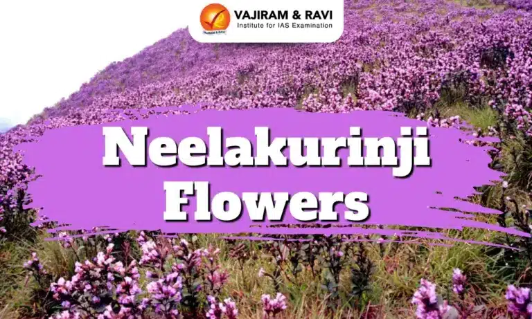 Neelakurinji Flowers
