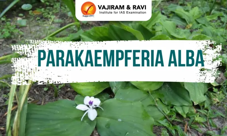 Parakaempferia Alba