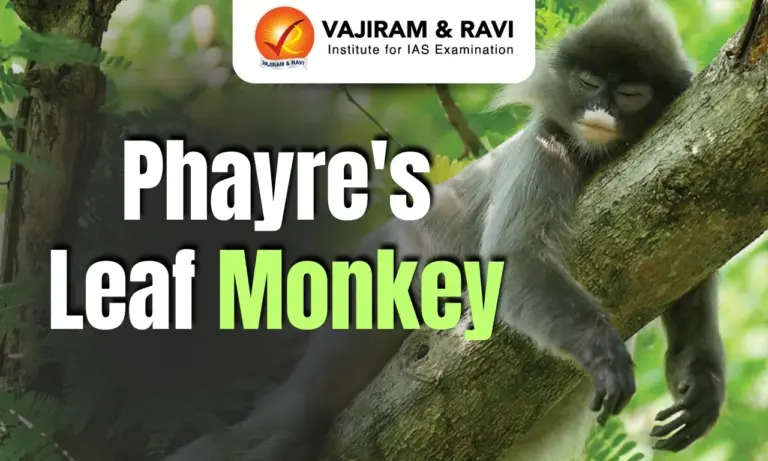 Phayre's Leaf Monkey