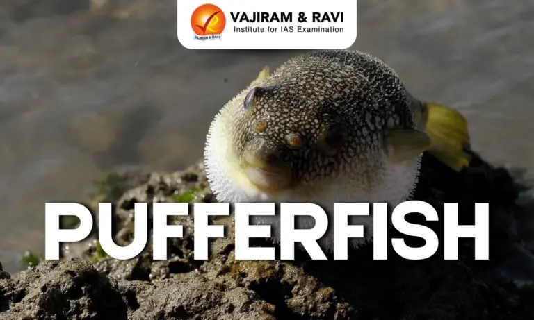 Pufferfish