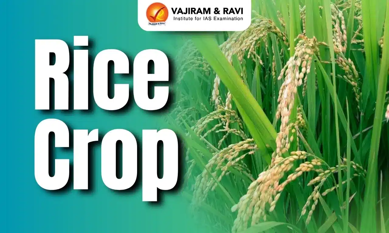 Rice Crop