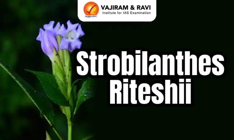 Strobilanthes Riteshii