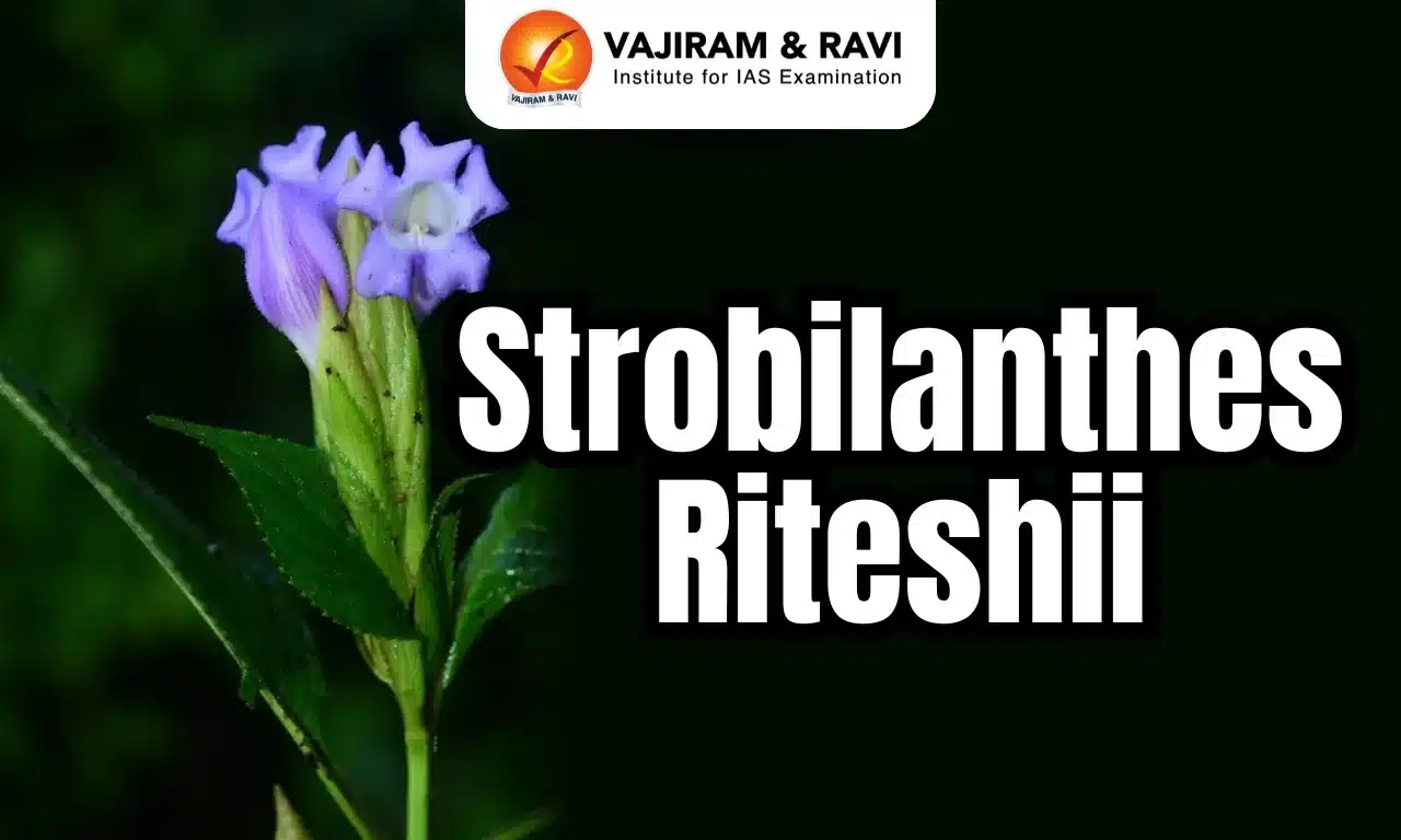 Strobilanthes Riteshii