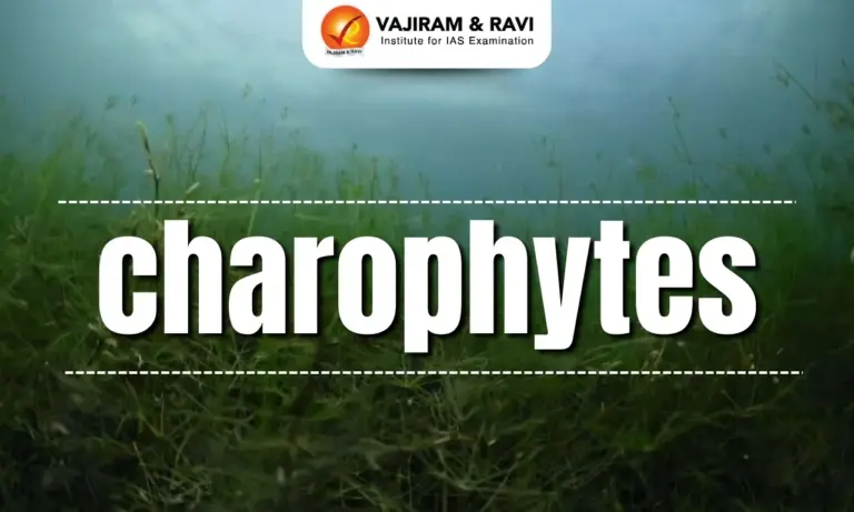 Charophytes