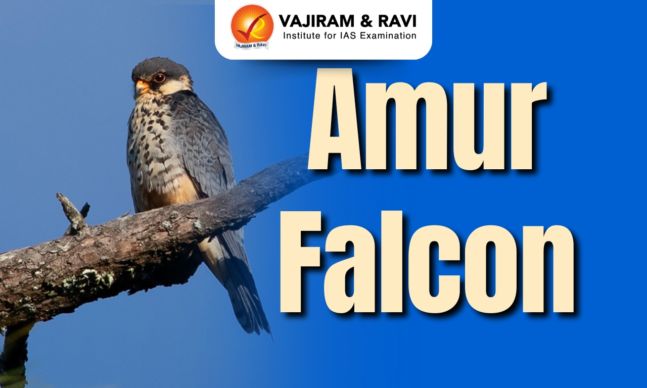 Amur Falcon