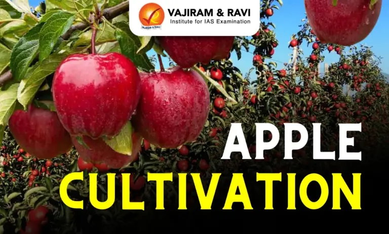 Apple Cultivation