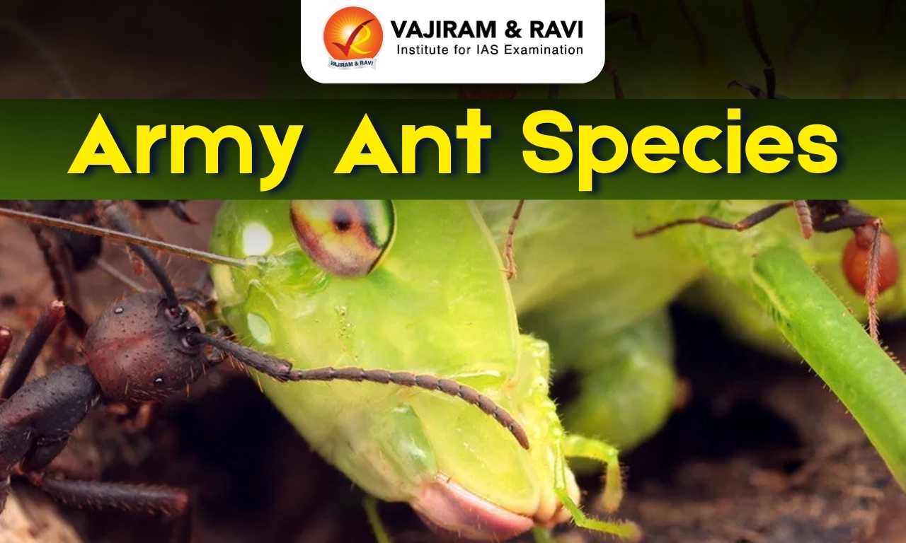 Army Ant Species