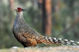 Cheer Pheasant
