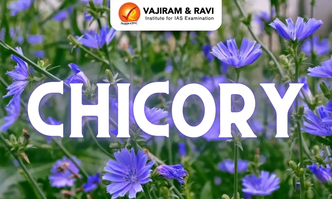 Chicory