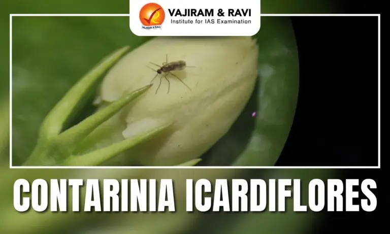 Contarinia icardiflores