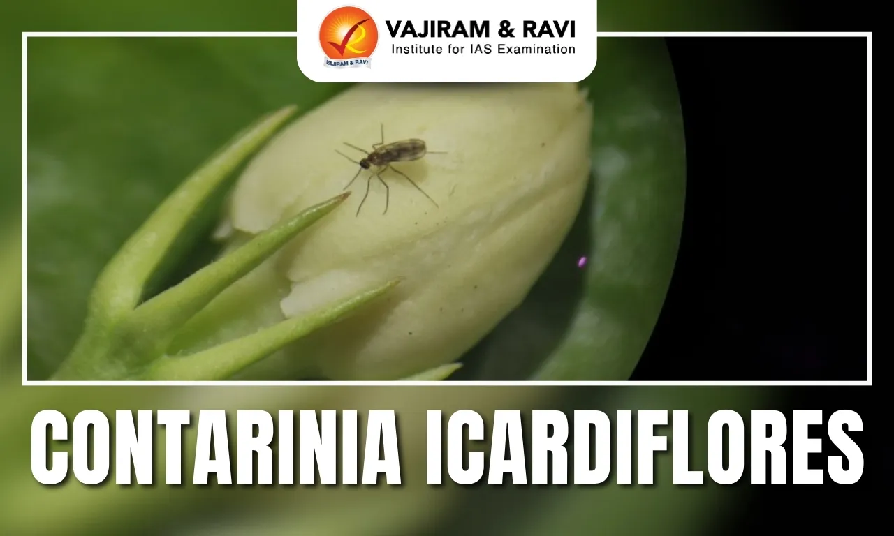 Contarinia icardiflores