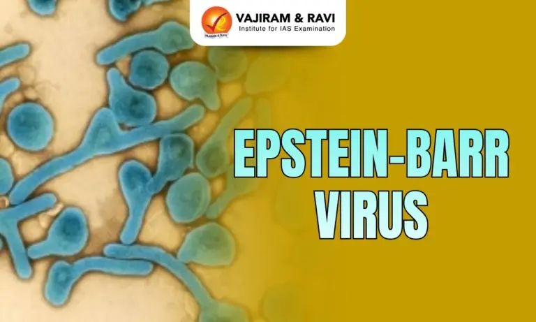 Epstein - Barr virus