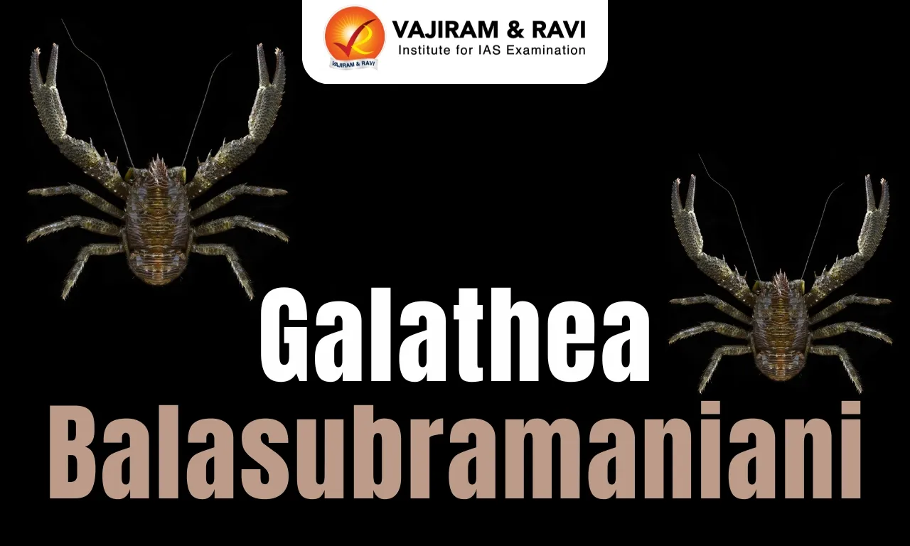 Galathea Balasubramaniani