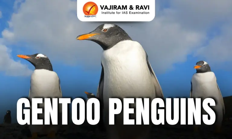 Gentoo Penguin
