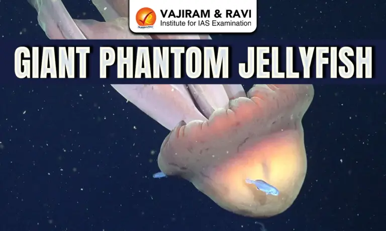 Giant Phantom Jellyfish