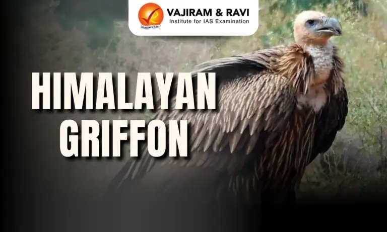 Himalayan Griffon