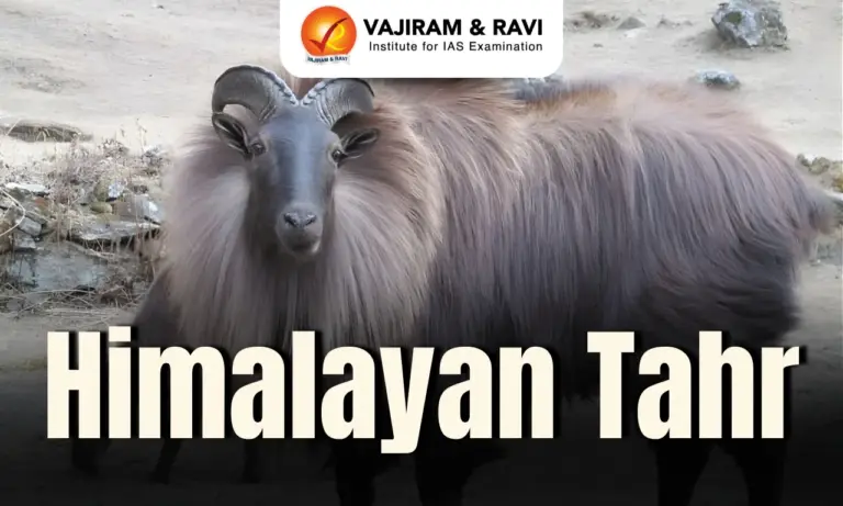 Himalayan Tahr