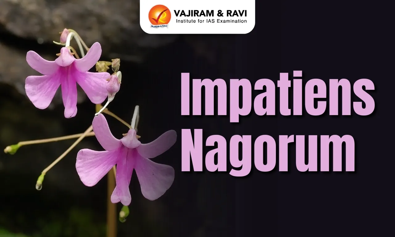 Impatiens nagorum