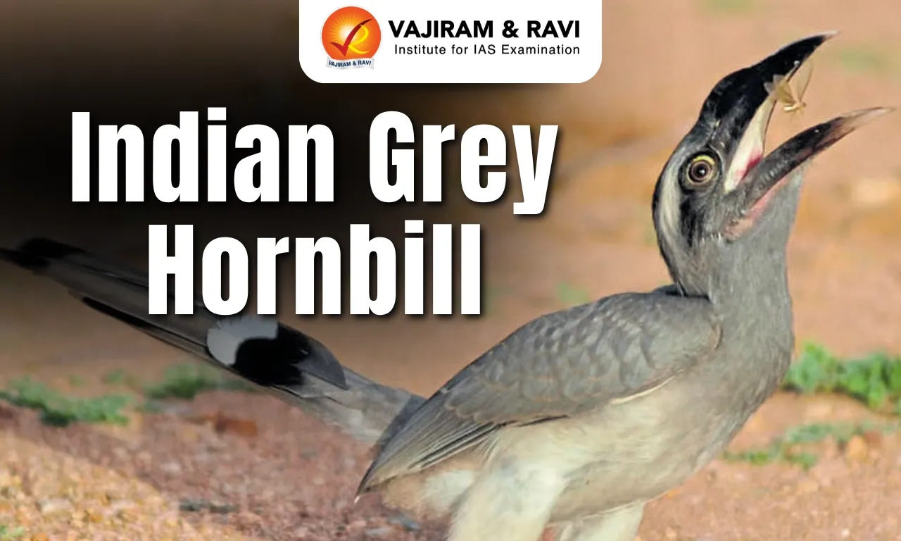 Indian Grey hornbill