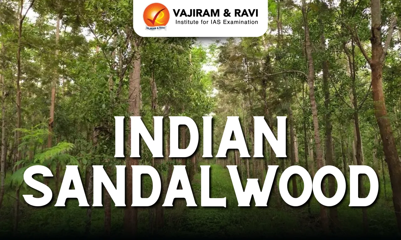 Indian Sandalwood