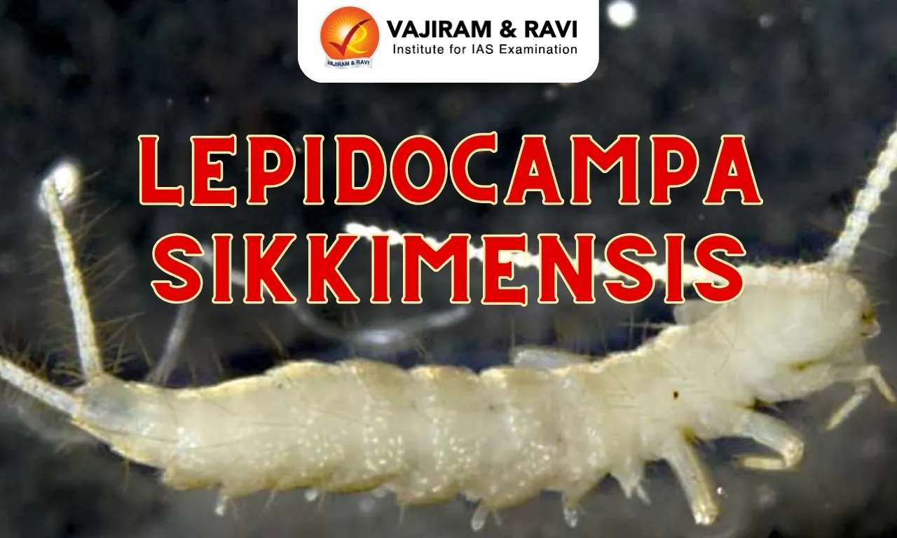 Lepidocampa Sikkimensis