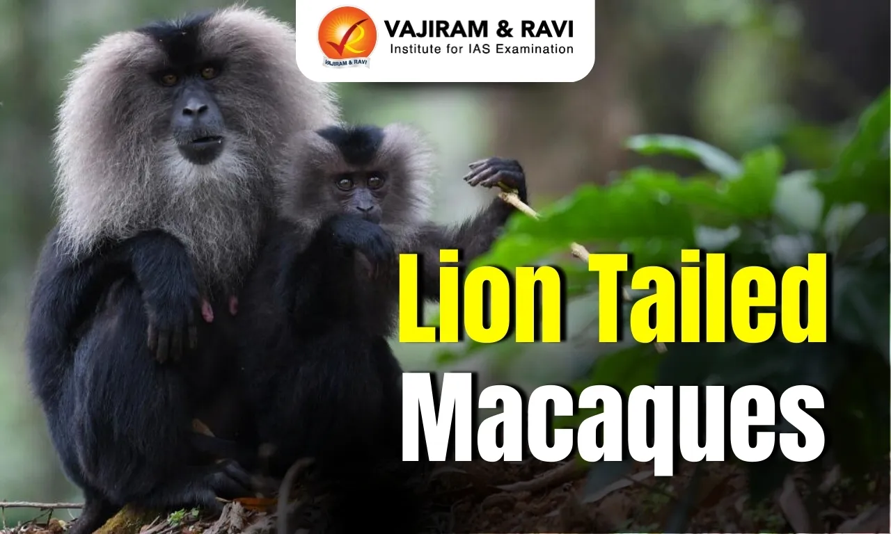 Lion-Tailed Macaque