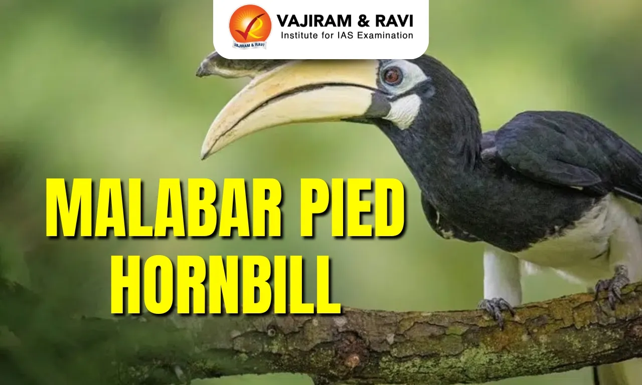 Malabar Pied Hornbill