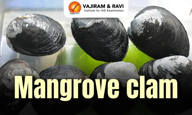 Mangrove Clam