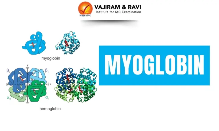 Myoglobin