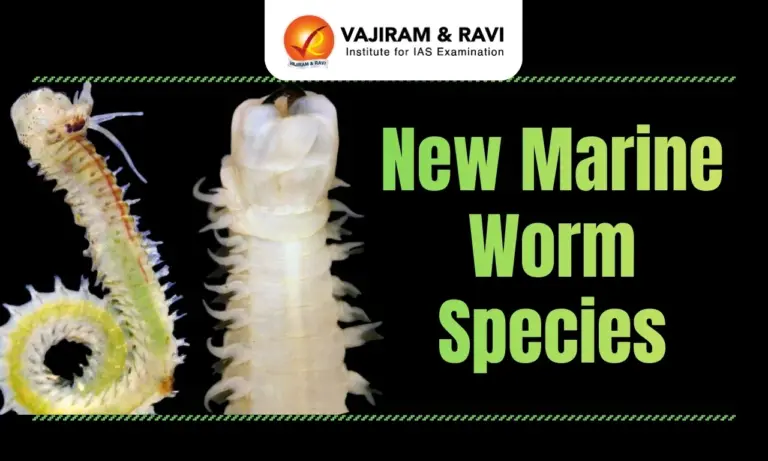 New Marine Worm Species