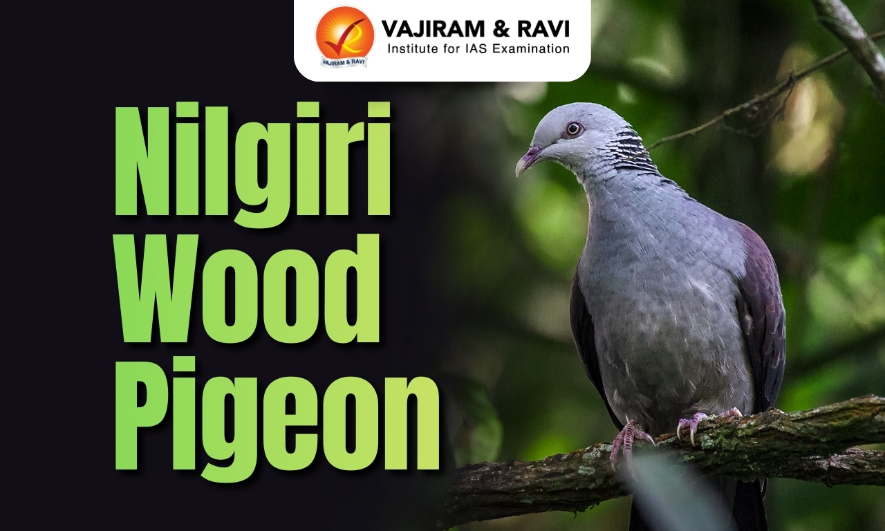 Nilgiri Wood Pigeon