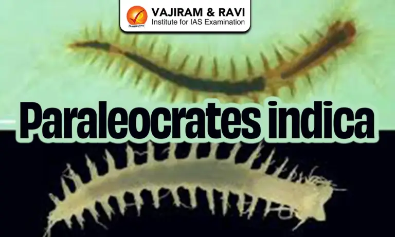 Paraleocrates Indica