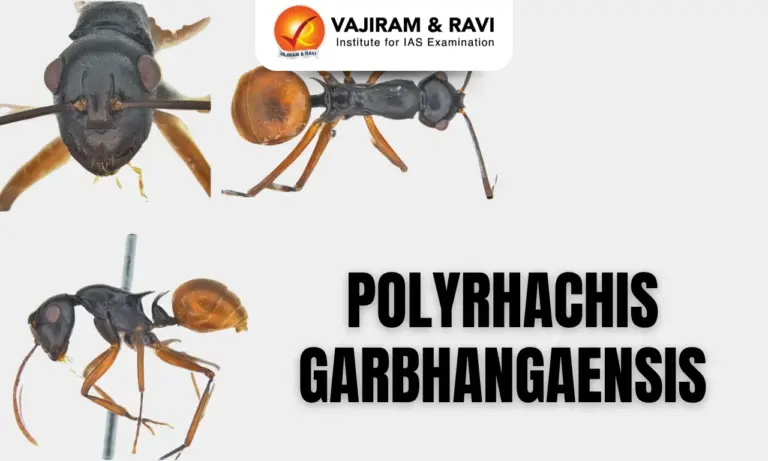 Polyrhachis garbhangaensis