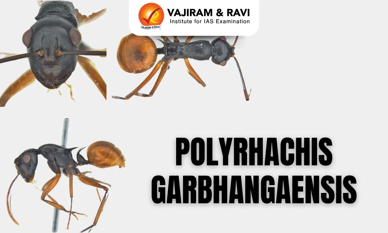 Polyrhachis garbhangaensis