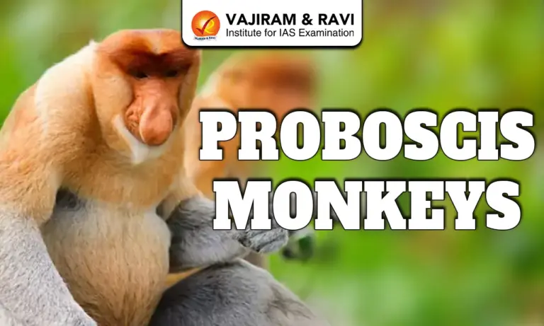 Proboscis Monkeys