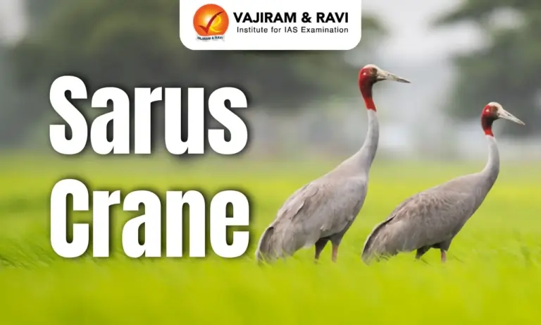 Sarus Crane